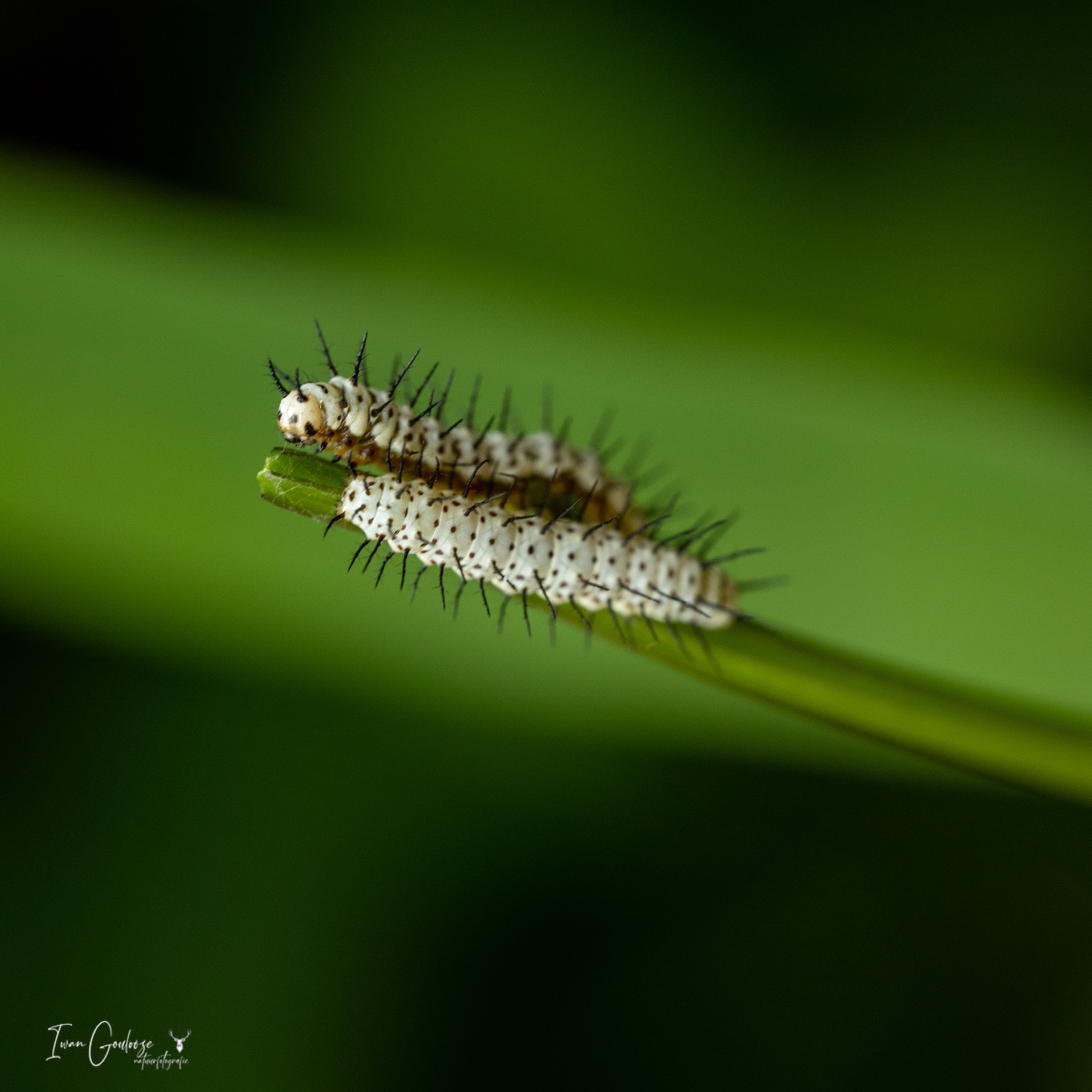  R2A3151 28 mei 2023 1630 28